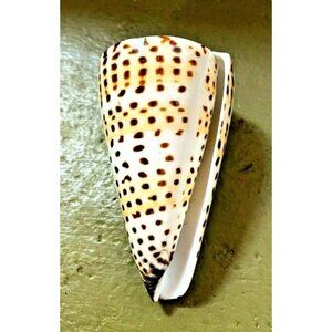 Conus Litteratus, Lettered cone 82.16mm Shell Linnaeus,